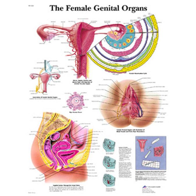 Female Reproductive Anatomy Laminated Chart
