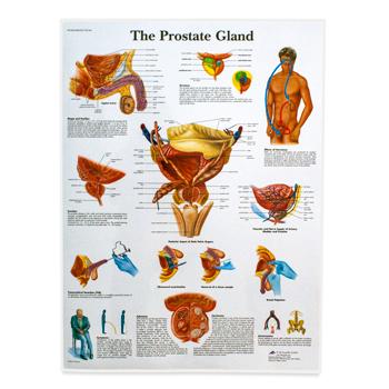[VR1528L] Male Reproductive Anatomy Laminated Chart